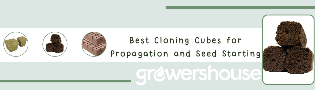 Best Cloning Cubes for Propagation and Seed Starting