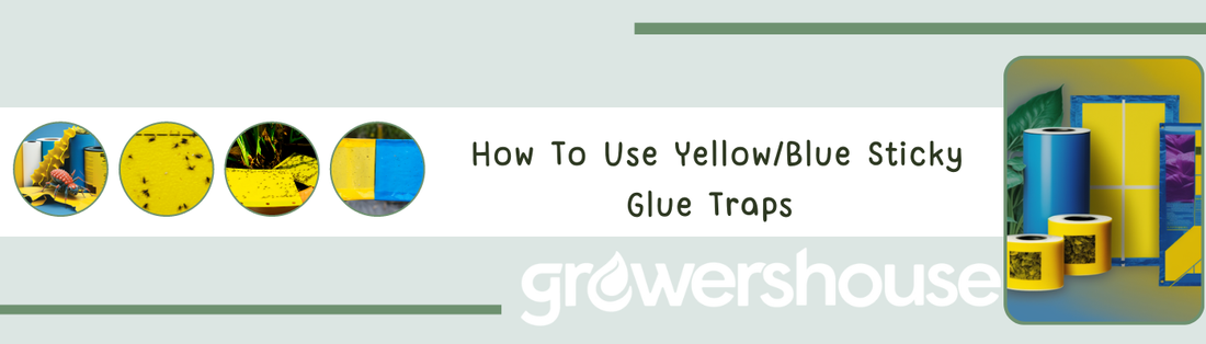 How To Use Yellow/Blue Sticky Glue Traps
