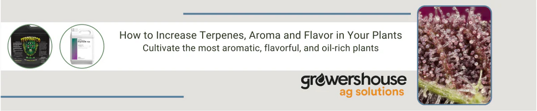 How to Increase Terpenes, Aroma and Flavor in Your Plants