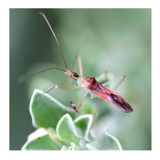 ARBICO Organics Assassin Bugs (Zelus renardii)