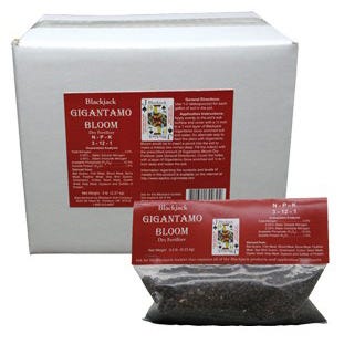 Blackjack Gigantamo Bloom 3 - 12 - 1 -- 5 lbs