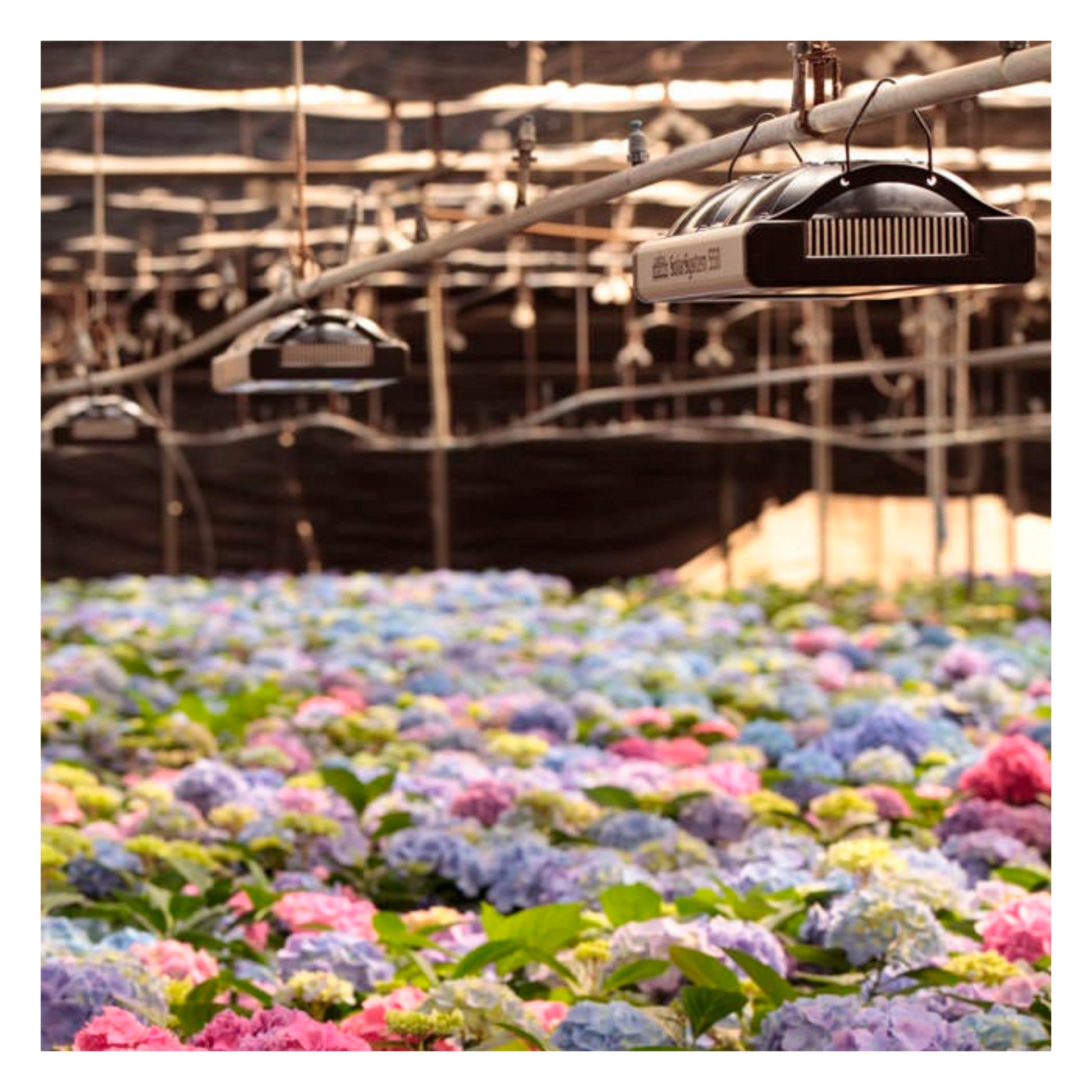 California LightWorks SolarSystem LED Light Controller lights