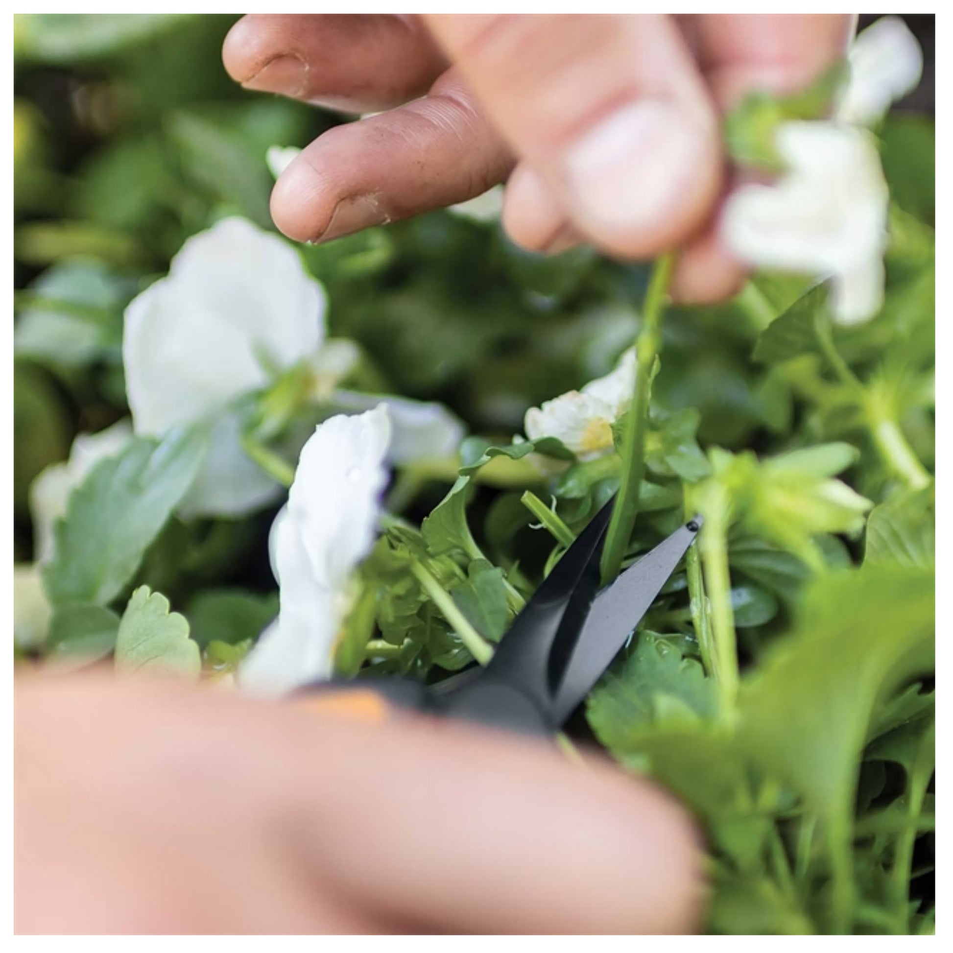 Fiskars Non-stick Micro-Tip® Pruning Snips healthy cuts