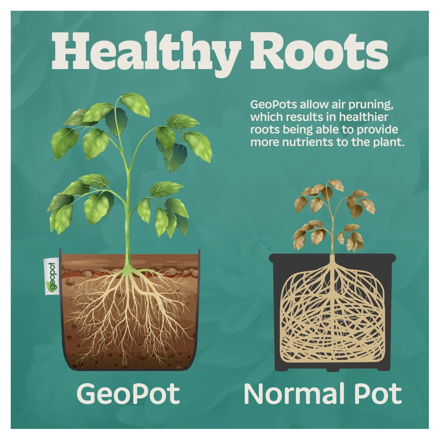 Geopot Self-Supporting Square Bottom healthy roots