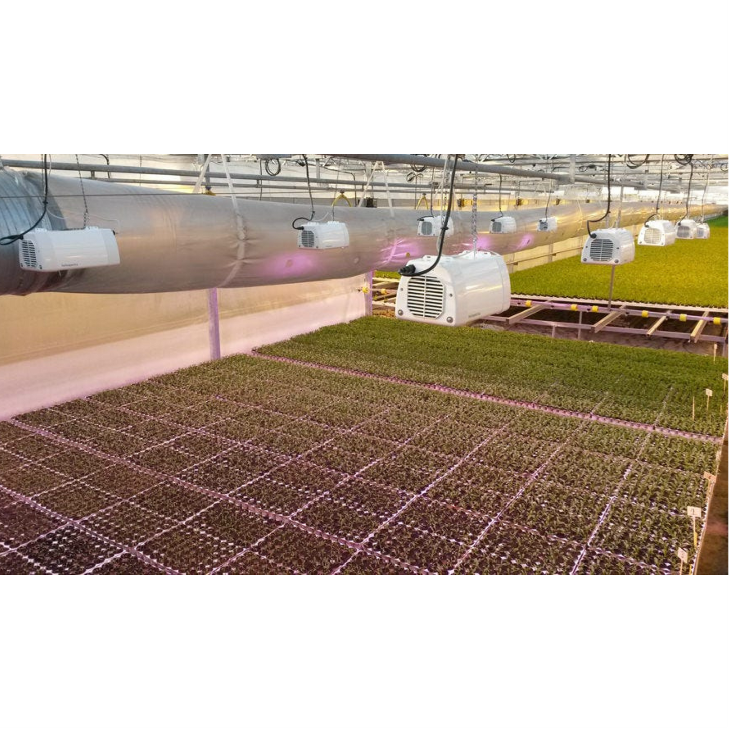 Heliospectra LX601C LEDS arrange