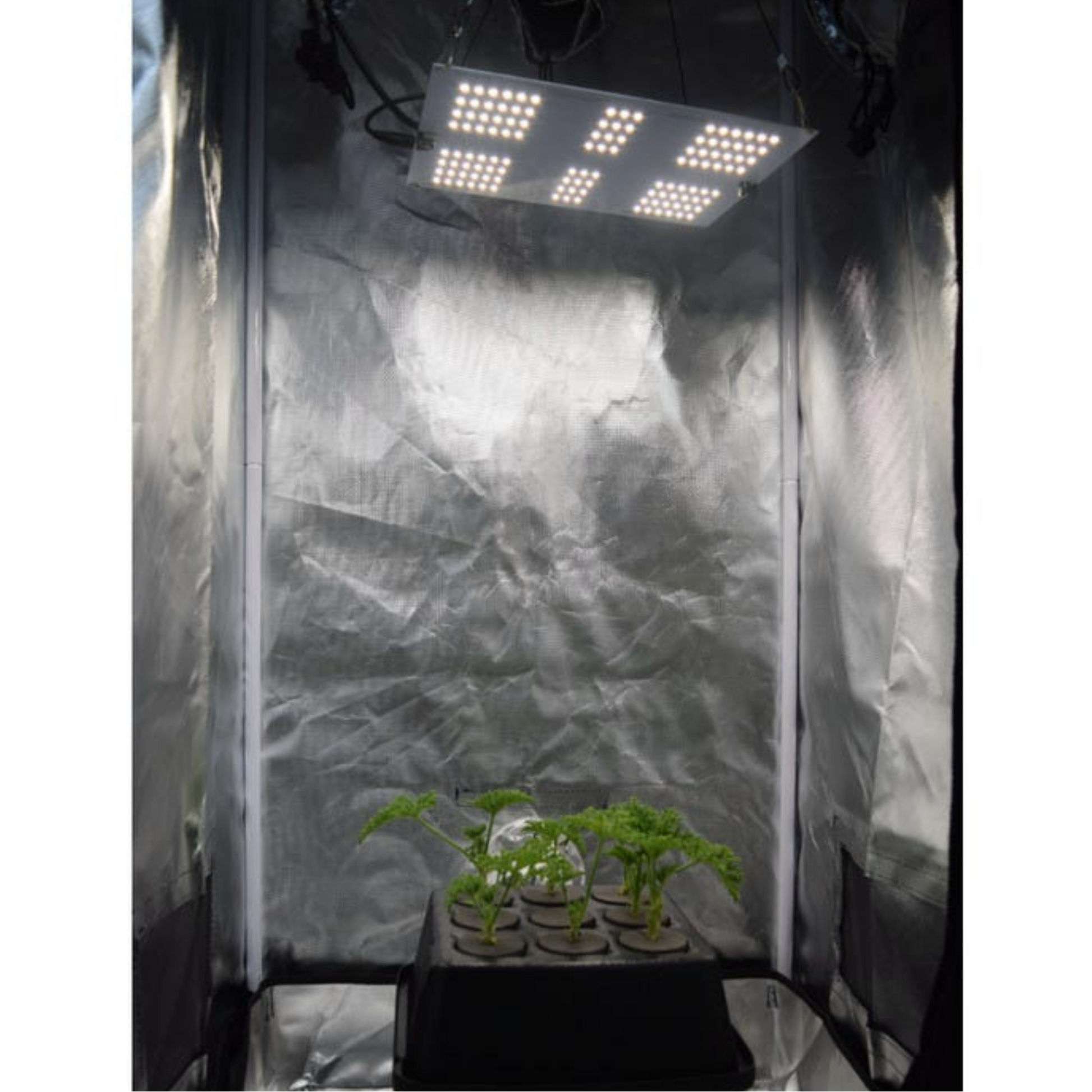 Horticulture Lighting Group HLG 65 V2 LED in action