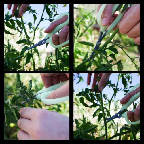 Obsidian Drake Pro Hort Scissors - Non-Stick Fluorine L-Shape Blade - by Common Culture