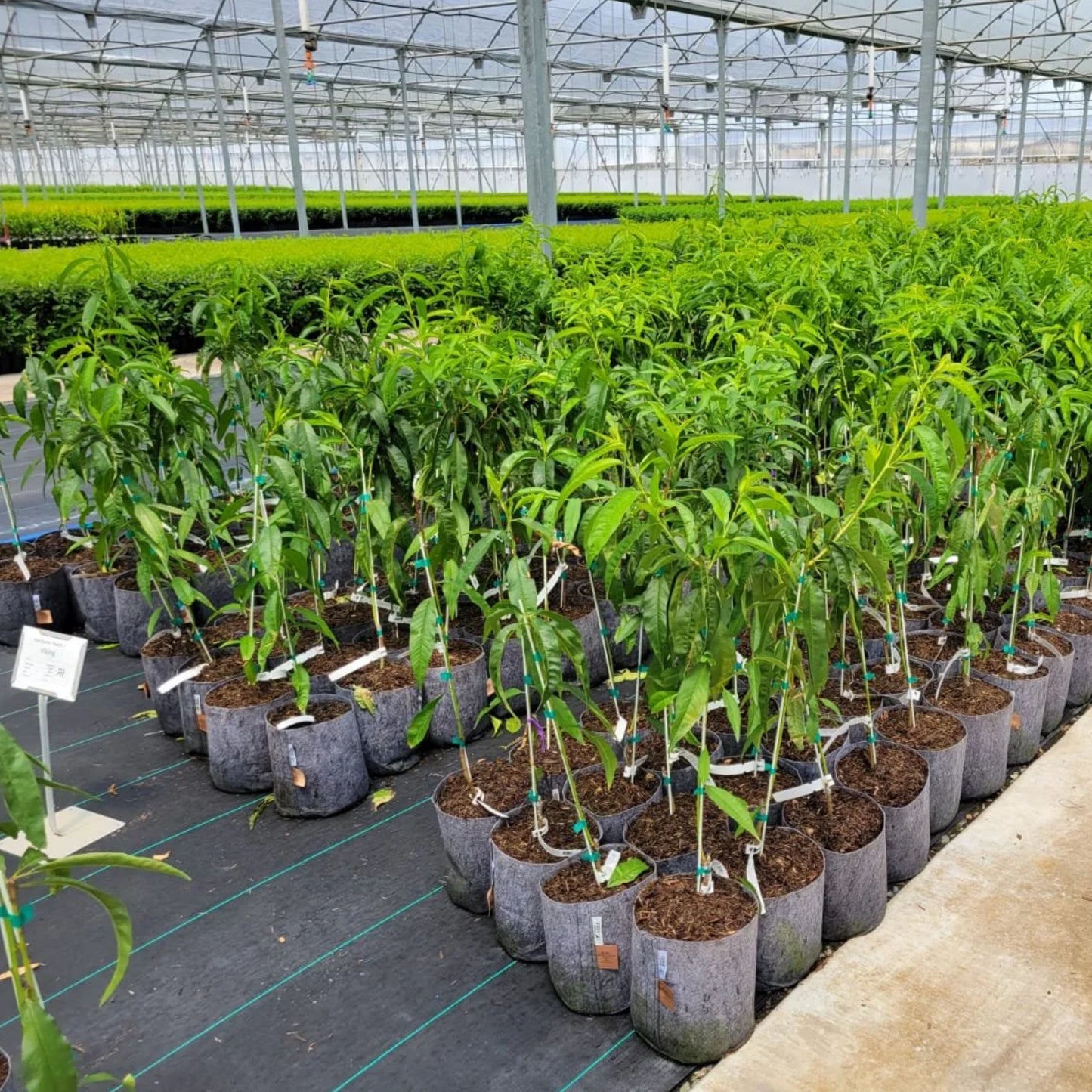 Root Pouch Pots  in action