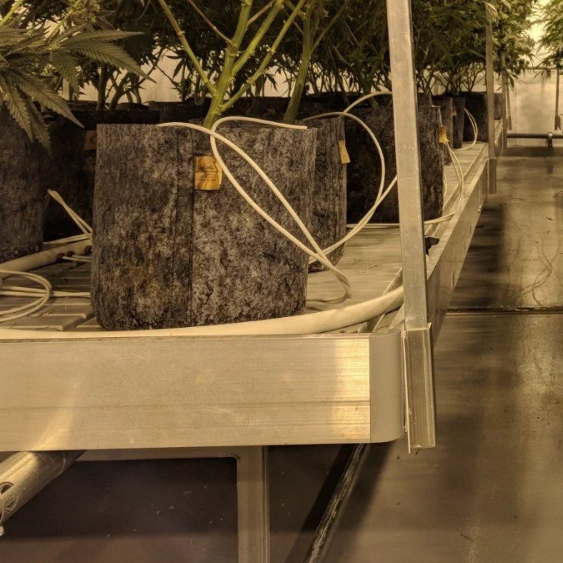 Root Pouch Pots  perfect for indoor growing