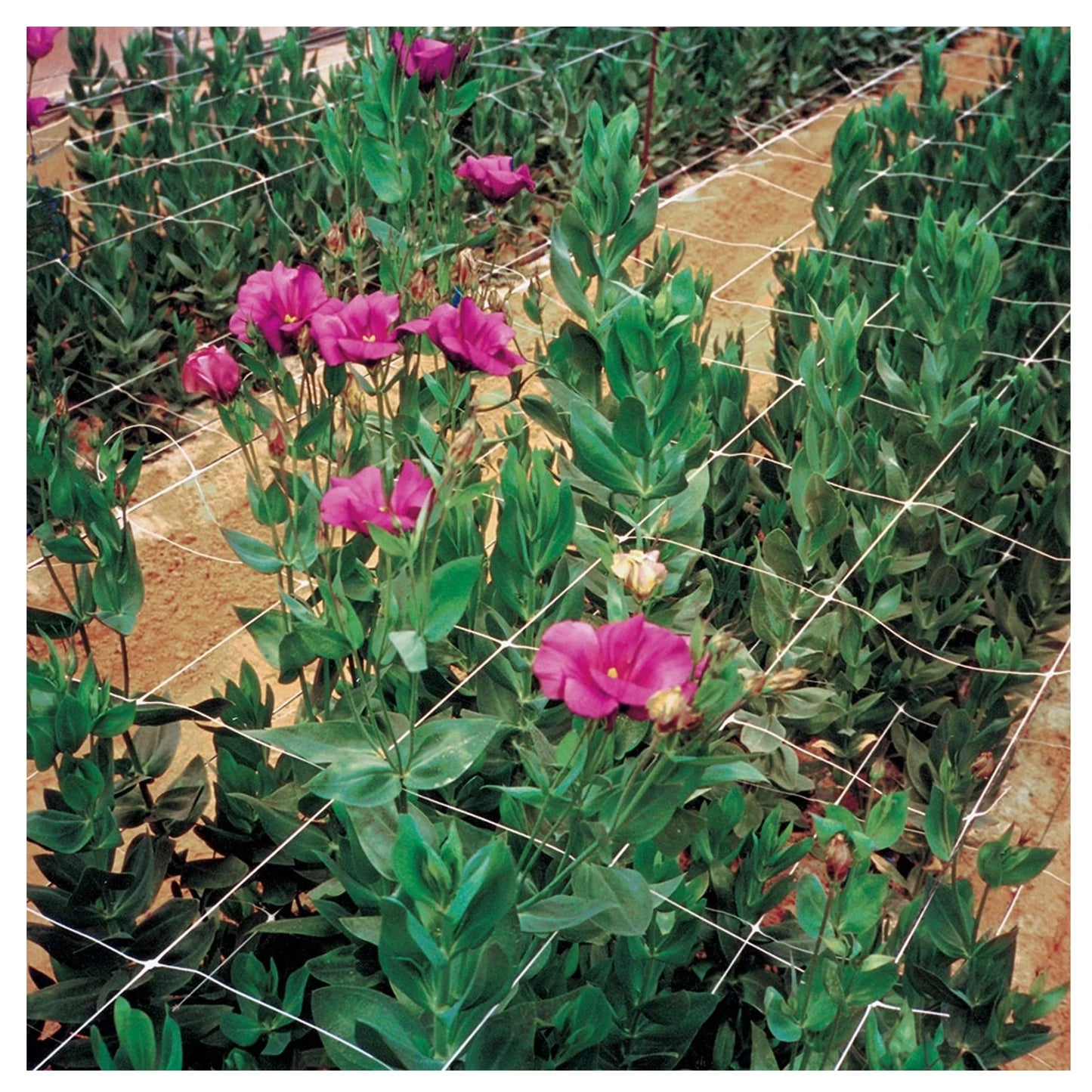 Tenax HORTONOVA Trellis Net uv-resistant