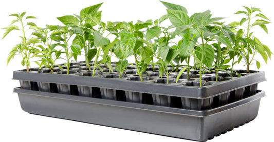 AccelaROOT 32-Cell Tray w/Insert and Media