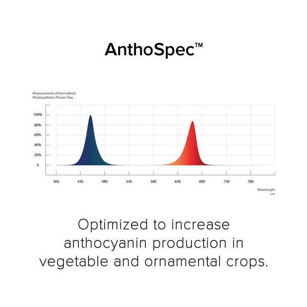 Fluence RAY44 w/RAYMOUNT AnthoSpec