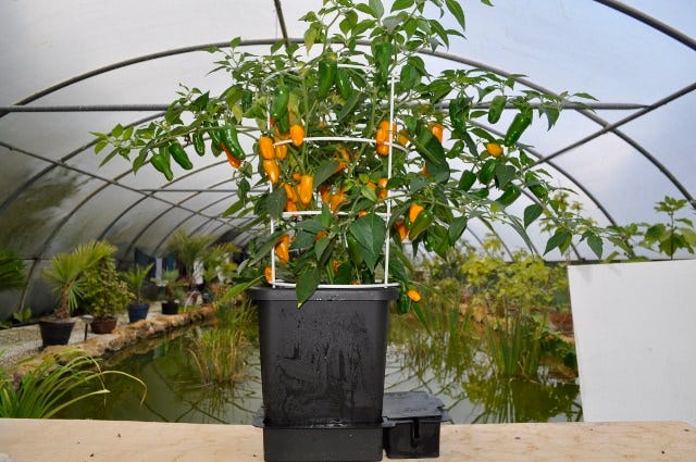 AutoPot - 4 Pot System