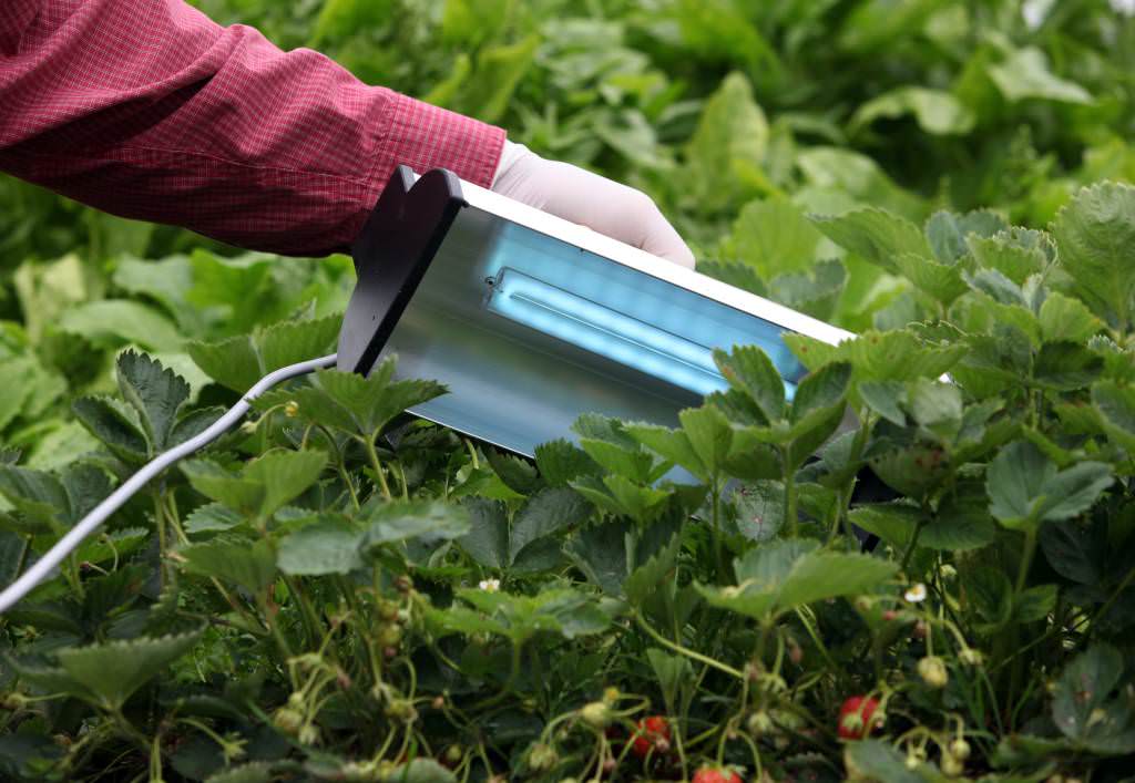 Clean Light Hobby Unit for Powdery Mildew