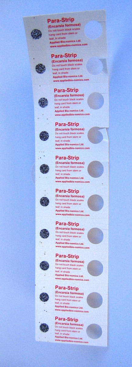 Encarsia Formosa Mail-Back, pack of 5