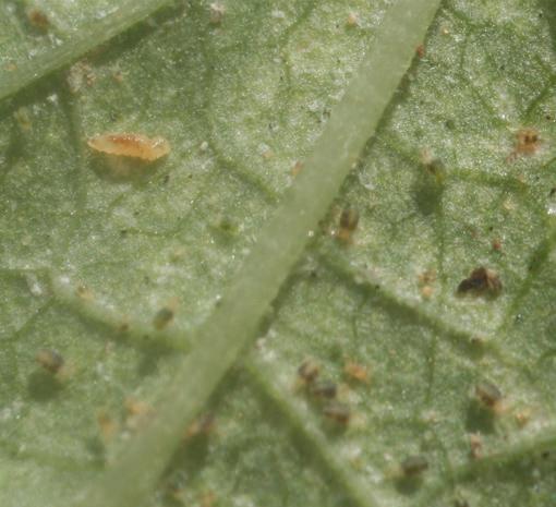 Feltiella acarisuga Spidermite Destroyer 250 ct