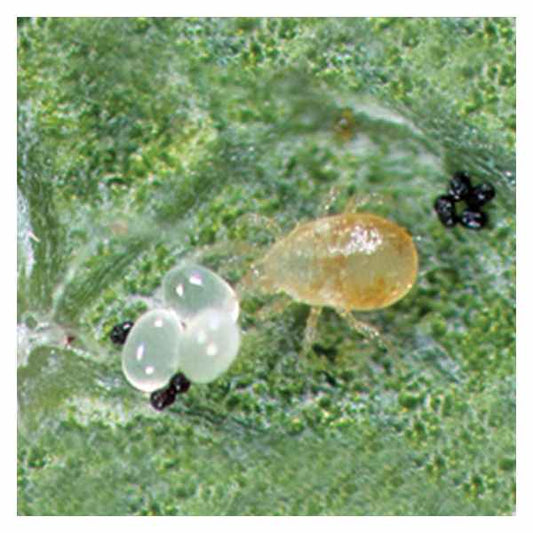 Galendromus occidentalis Mite Predator 1,000 ct