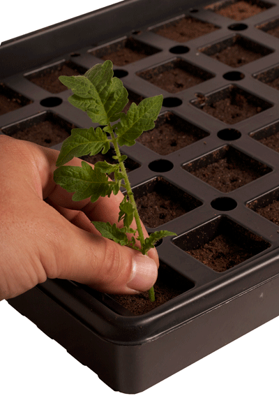 AccelaROOT 50-Cell Tray