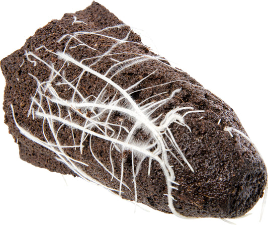 AccelaROOT 32-Cell Tray w/Insert and Media