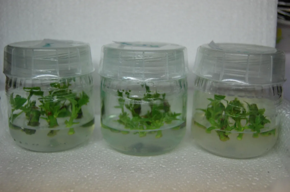 microCLONE Snap-on Lids for Tissue Culture Jars (30-pack) 3 jar