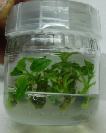 microCLONE Snap-on Lids for Tissue Culture Jars (30-pack) 1 jar
