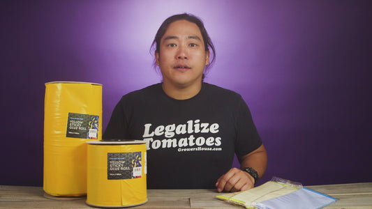 Common Culture Yellow Sticky Glue Roll