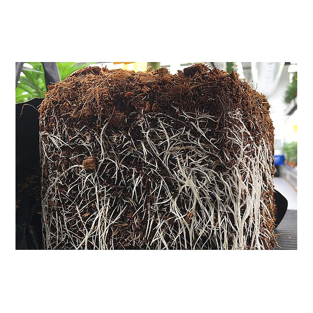 Root mass grown in a Riococo PCM open top bag