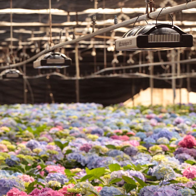 California Light Works - Solar System 550 LED Grow Light