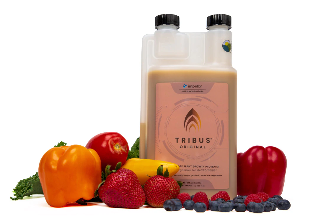 Tribus Original With Fruit