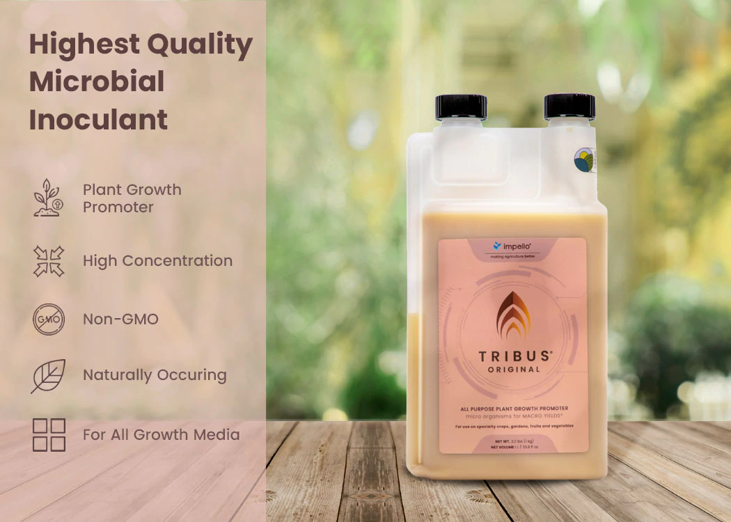 Tribus Original 500-ML Sales Card