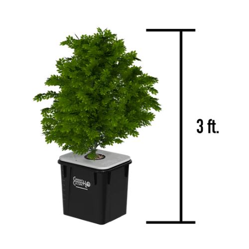 under current 4 boneless system with plant