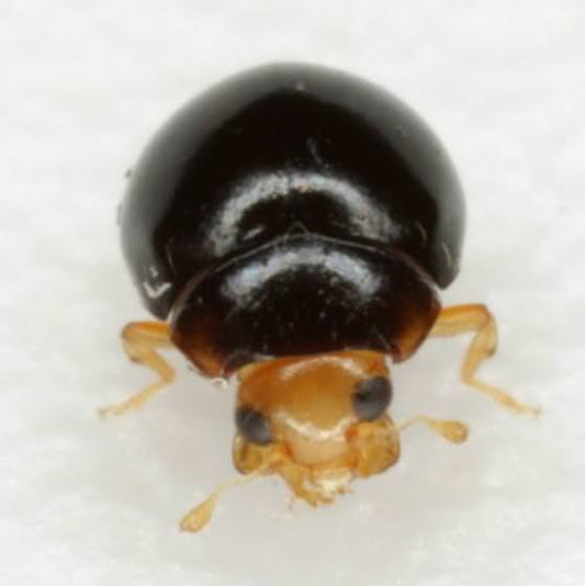 Delphastus Pusillus Mail-Back, pack of 5