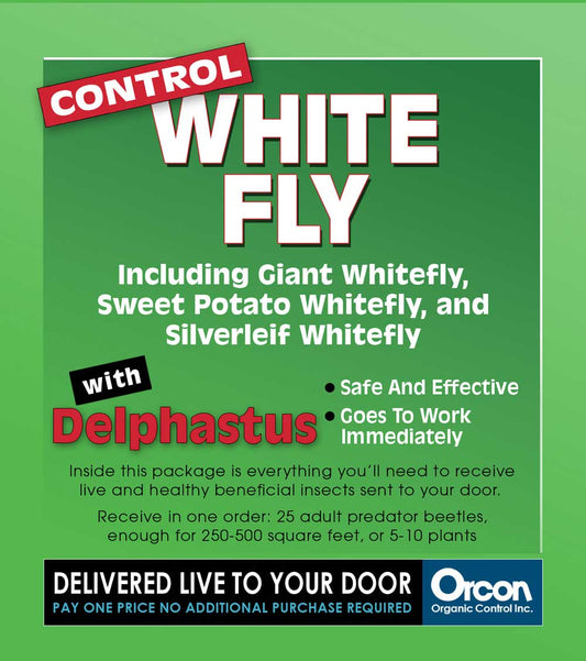 Delphastus Pusillus Mail-Back, pack of 5