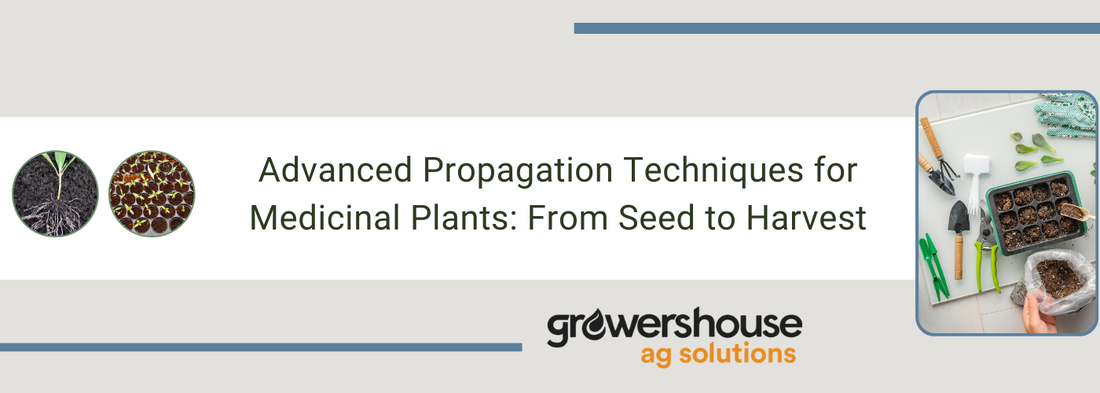 Advanced Propagation Techniques for Medicinal Plants: From Seed to Harvest