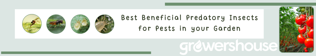 Best Beneficial Insects