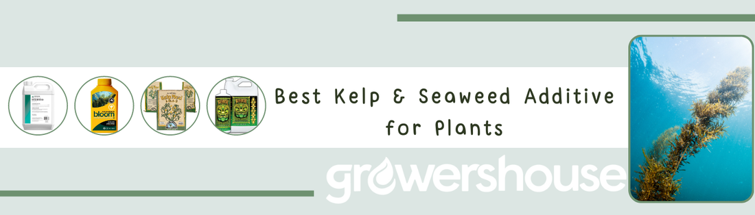 Best Kelp & Seaweed Additive for Plants