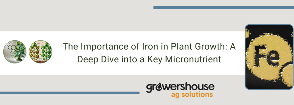 The Importance of Iron in Plant Growth: A Deep Dive into a Key Micronutrient