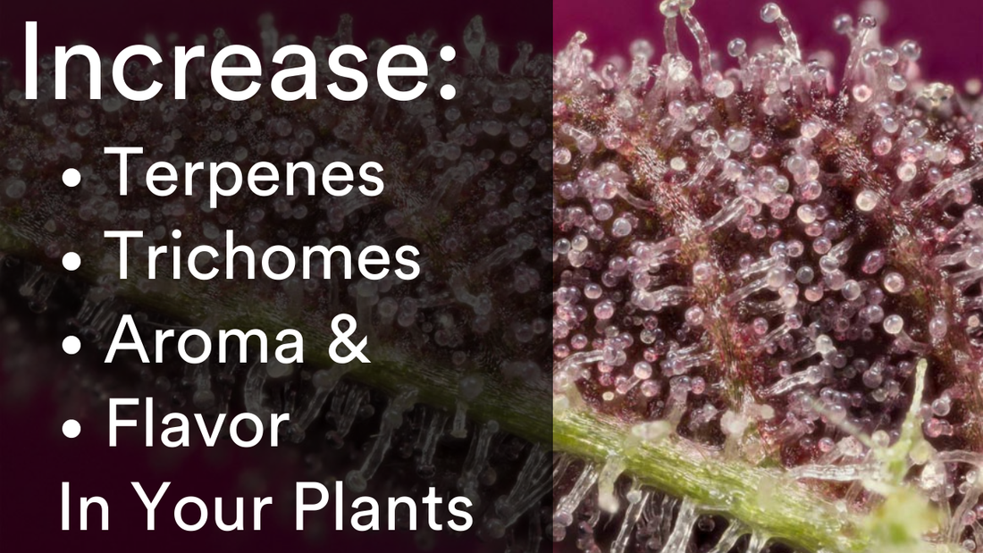 How to Increase Terpenes, Aroma and Flavor in Your Plants