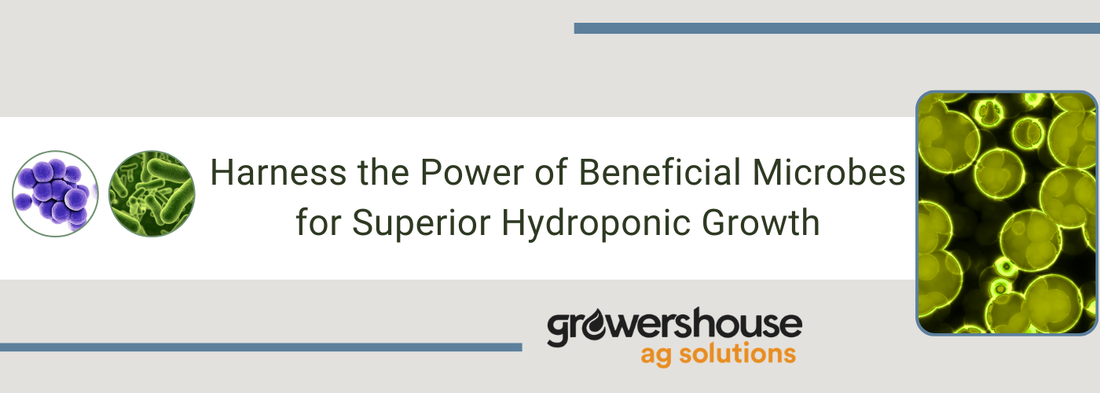 Harness the Power of Beneficial Microbes for Superior Hydroponic Growth