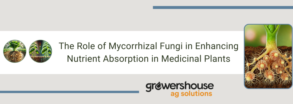 The Role of Mycorrhizal Fungi in Enhancing Nutrient Absorption in Medicinal Plants