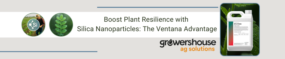 Boost Plant Resilience with Silica Nanoparticles: The Ventana Advantage