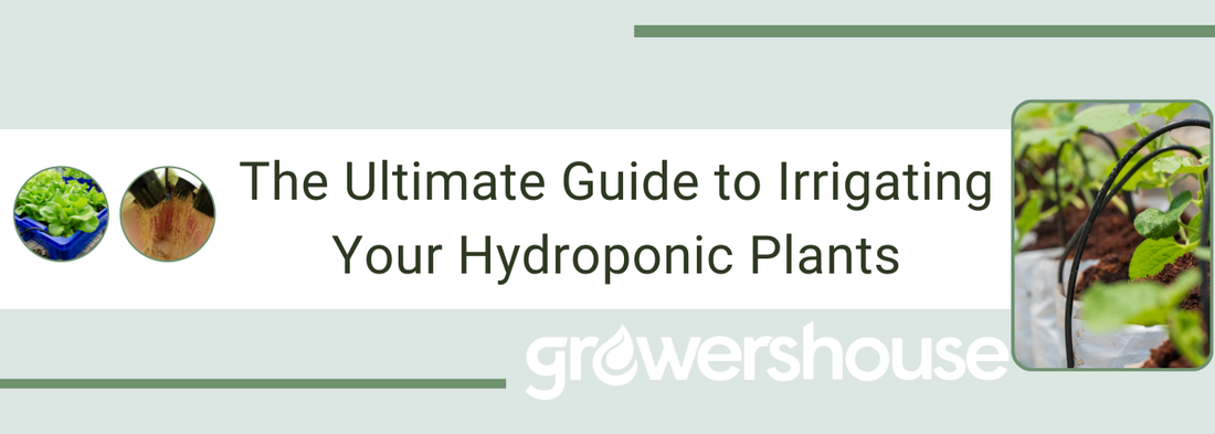 The Ultimate Guide to Irrigating Your Hydroponic Plants