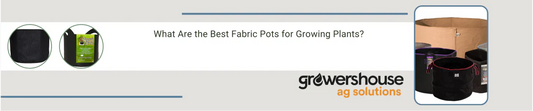 What Are the Best Fabric Pots for Growing Plants?