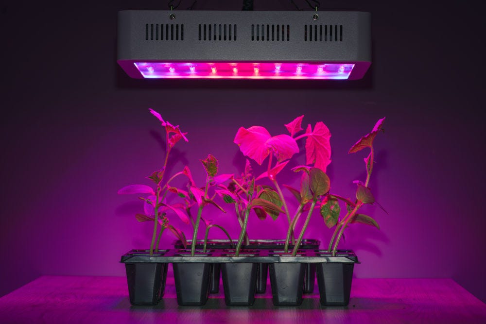 blurple grow lights