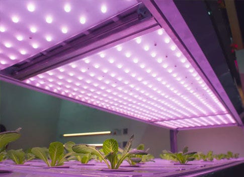 Choosing A Grow Light - LEDs vs the Rest of the World