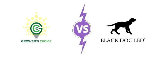 black dog led vs growers choice-e420