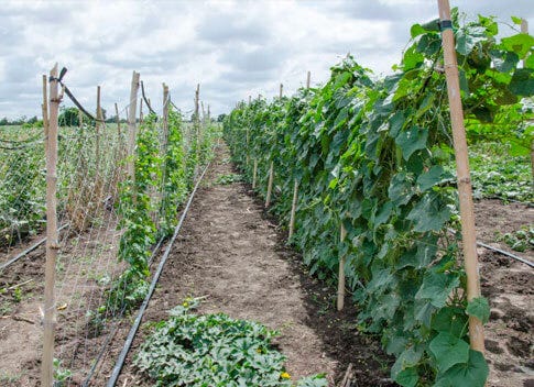 trellis netting being used on a commercial grow farm