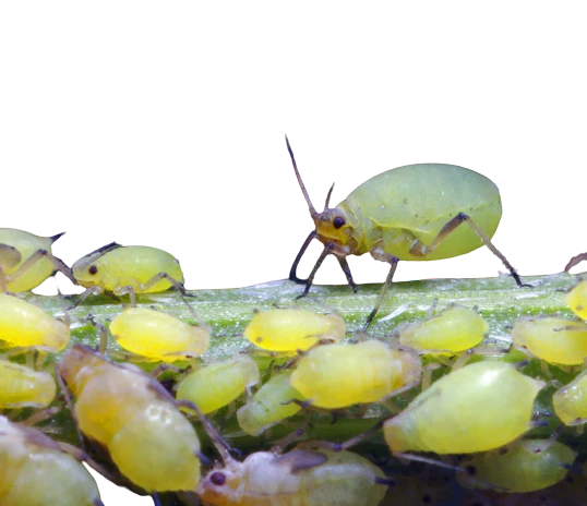 Aphids
