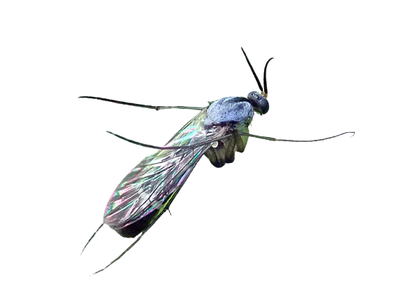 Fungus Gnats