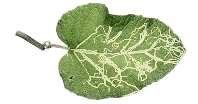 Leafminers